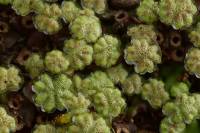 Hépatiques (Nouvelle Zélande)